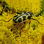 Astylus atromaculatus